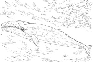 Antarctica coloring pages