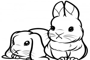 Cute lop bunnies