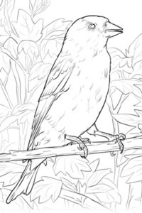 Washington state bird